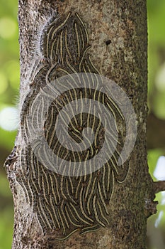 Oak processionary moth - Thaumetopoea processionea caterpillars on the tree in summer