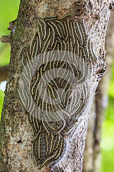 Oak processionary moth - Thaumetopoea processionea caterpillars on the tree in summer photo