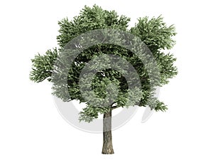 Oak (Quercus petraea)