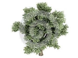 Oak (Quercus petraea)