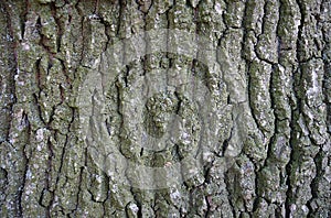 Oak bark texture