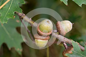 oak (Quercus rubra) green acorns closeup selective focus