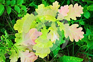 Oak Quercus sapling growing in the forest underbrush. Young oak tree foliage top view.