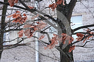 Oak red leaves on the branches. Oak leaves hang on a tree in the background of the house