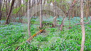 Oak Ridge Forest Preserve Illinois