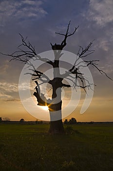 Oak in Rogalin at sunset.