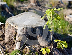 Oak sapling against a cut stump photo