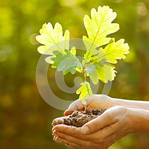 Quercia piccolo albero mani 