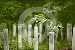 Oak Saplings in the forest