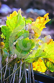 Oak Seedling For Planting