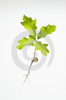 Oak seedling top view high key