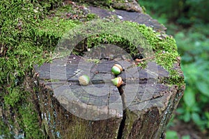 Oak seeds on a tree trunk