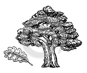 Oak sketch. Vintage Tree sketch Illustration. Vector hand drawn illustration of big tree isolated on white background.