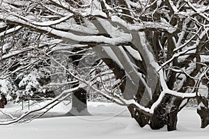 Oak and Snow and Snow