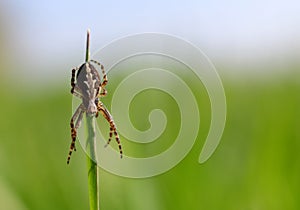 The oak spider  Aculepeira ceropegia