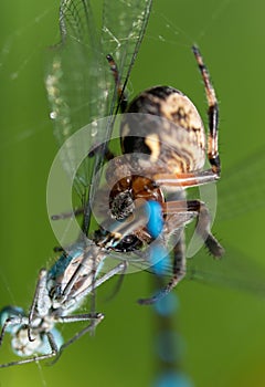 Oak spider and azure damselfly in their natural habitat