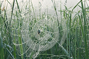 Oak spider in the centre of its web covered with dew