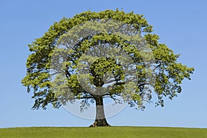 The Oak In Spring