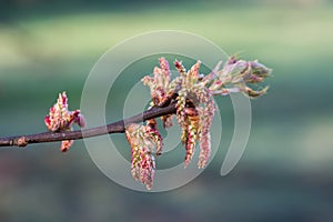 oak spring flowers closeup selective focus