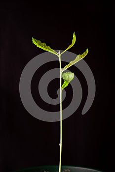 Oak sprout on a black background
