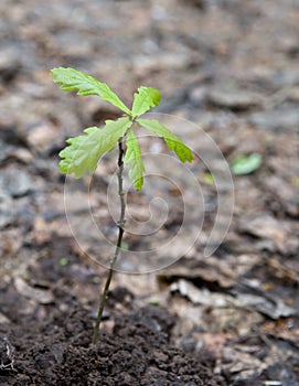 Oak sprout five leaves