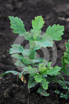 The oak sprout in a flower pot closeup