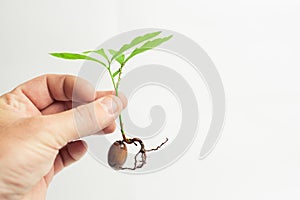 Oak sprout on a light background