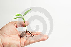 Oak sprout on a light background