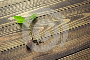 Oak sprout on a light background