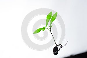 Oak sprout on a light background