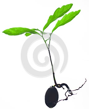 Oak sprout on a light background