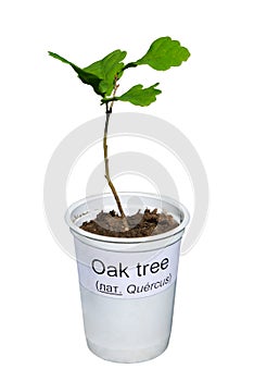 Oak sprout in pot