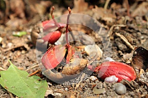 Oak sprout, sprout of oak, sprout out in spring