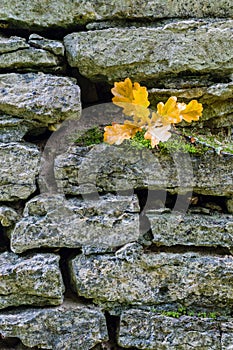 Oak stick with wet leaves lying on mossy limestone wall