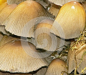Oak Stump Bonnet Cap Fungus - Mycena Inclinata photo