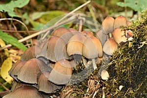 Oak-stump Bonnet Cap mushrooms of Deciduous woodland