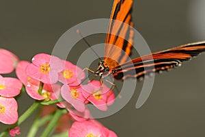 Oak Tiger Butterfly