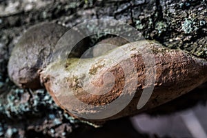 Oak tinder, Fomitiporia robusta fungus closeup selective focus