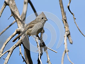 Oak Titmouse - Baeolophus inornatus