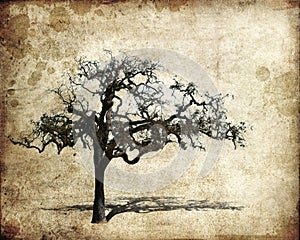Oak tree