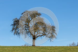 Oak tree