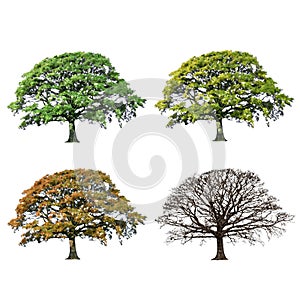 Dub strom abstraktní čtyři období 
