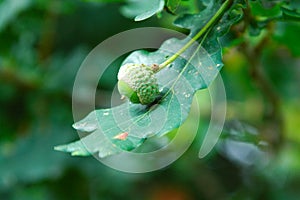 Oak tree with acorn in early autumn