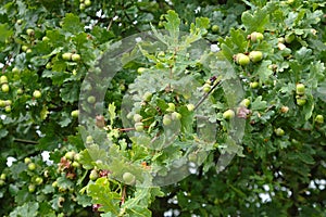 Oak tree with acorn in early autumn