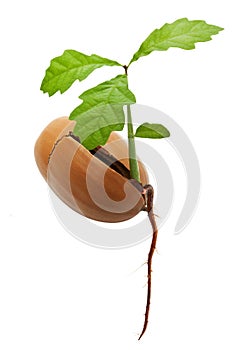 Oak tree from acorn with root photo