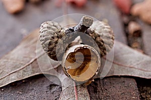 Oak tree acorn