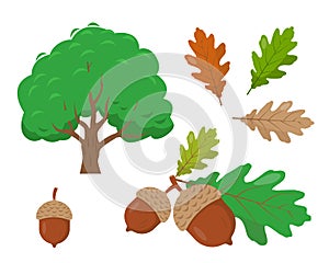 Oak tree, acorns and oak leaves isolated