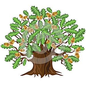 Oak tree with acorns, vector illustration