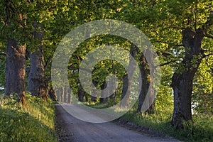 Oak tree alley along country road at sunse