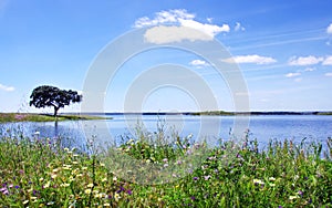 Oak tree in Alqueva Lake